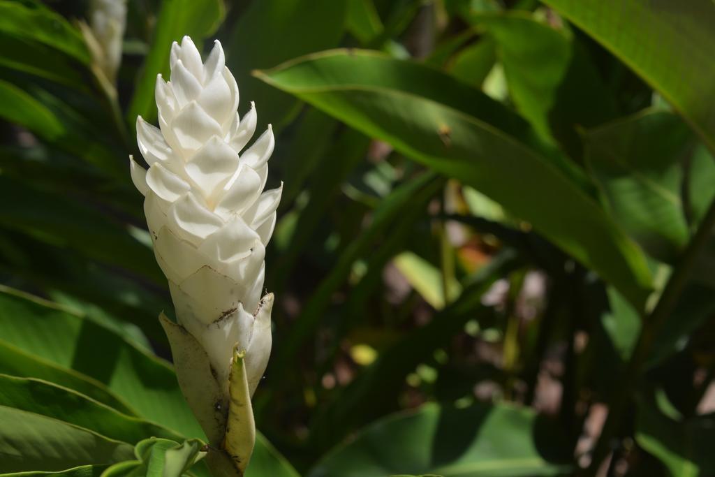 O'Soleil Chalets Self Catering La Digue Room photo
